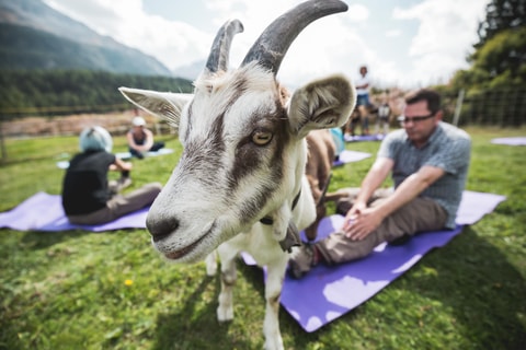 Geissen-Yoga