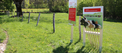 Léa et Ben chez les vaches allaitantes – Saignelégier (JU)