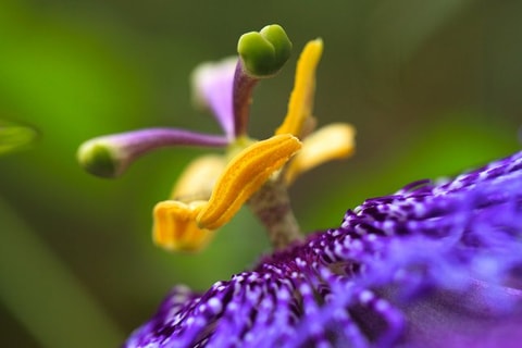Sensorisches Erlebnis Tropengarten