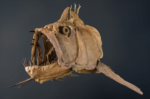 Evolution der Fische