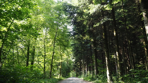 Waldlabor-Tag