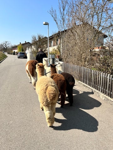 Alpaka-Spaziergang bei Bern