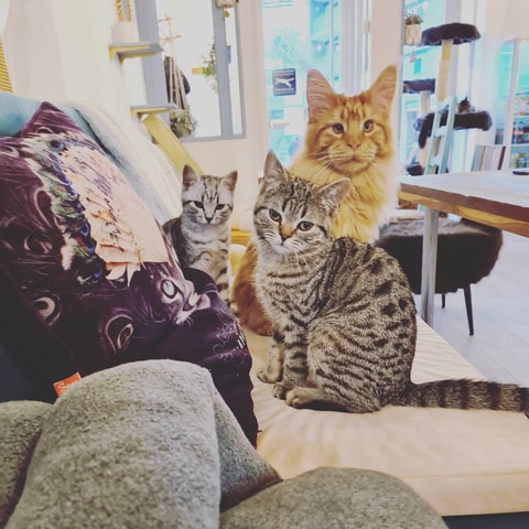 CASA DEL GATO