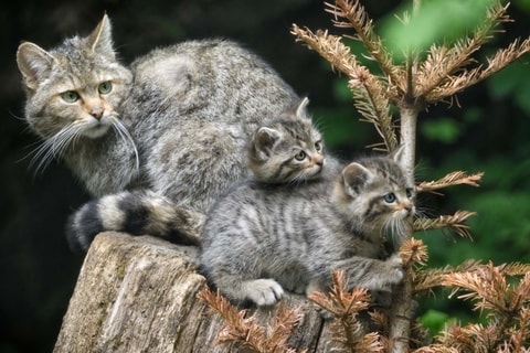Wildnistag «Jungtiere»