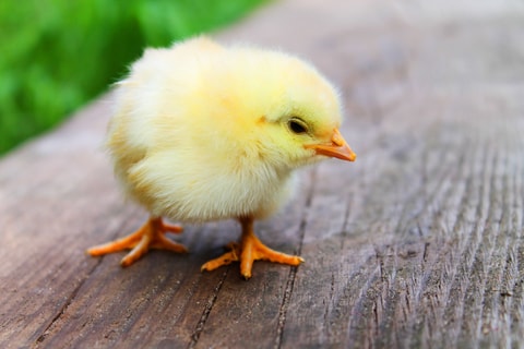 Ostern im Naturama