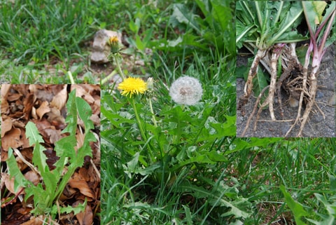 Frühlingskräuterwanderung