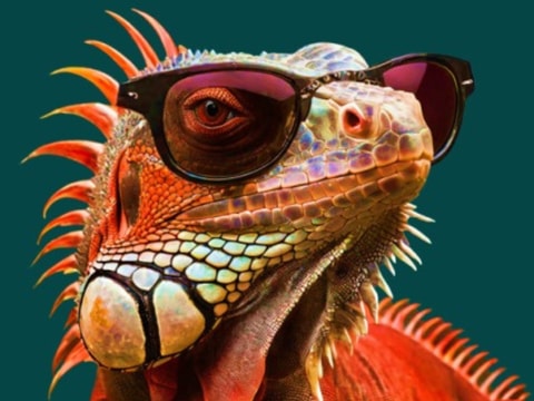 Sato Code Bellinzona – The Iguanas