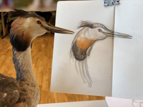Tierportraits skizzieren und aquarellieren im Tierpark ...