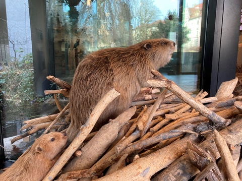 Grosselterntag im Naturama Aargau