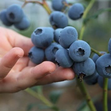 Heidelbeeren selber pflücken im Sensebezirk
