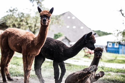 Alpaka Spaziergang am Jurasüdfuss
