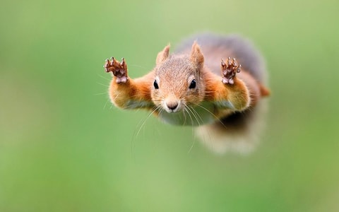 Ausstellung  "Eichhörnchen" im Naturmuseum St.Gallen – ...