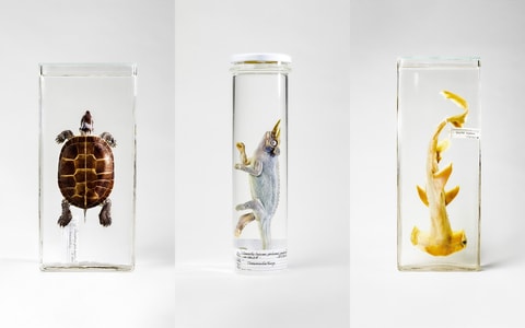 Wunderkammer im Naturhistorischen Museum Bern
