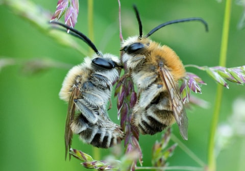 Aarauer Naturfilmtage Online