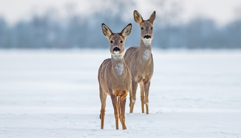 Mit em Buur id Natur – Wildtiere im Winter