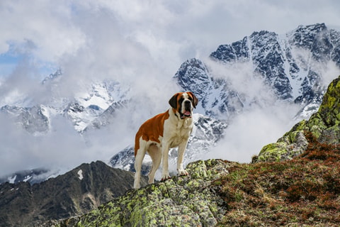 Wanderungen zum Pass mit den Bernhardinern