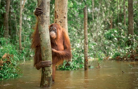 Abenteuerreise zu den Orang-Utans - abgesagt