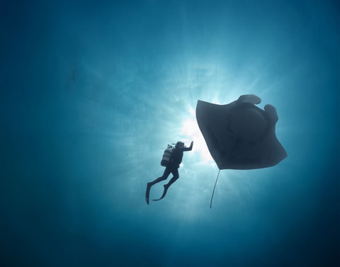International Ocean Film Tour