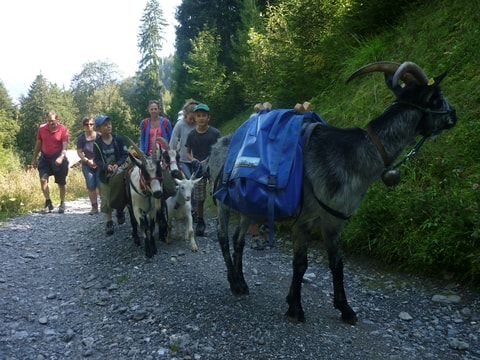 Hügeiss – Geissentrekking in Oberried