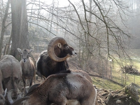 Wildpark Mühletäli