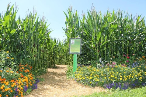 Erlebnisbauernhof Weiernheim in Winikon