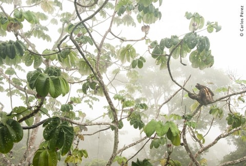 Wildlife Photographer of the Year – geschlossen