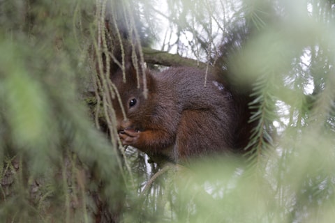 "Eichhörnchen" im Natur-Museum Luzern - geschlossen