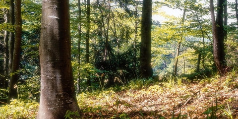 Wild auf Wald - geschlossen