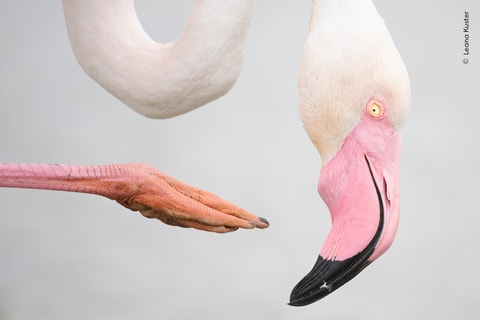 «Wildlife Photographer of the Year» im Naturhistorische...