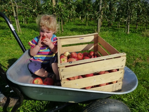 Obst zum selber Pflücken auf dem Hof Drechsle