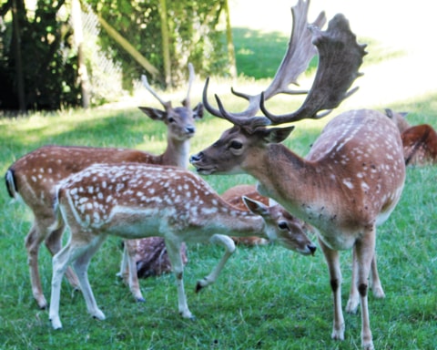 Tierpark Langenthal