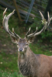 Wildpark Roggenhausen