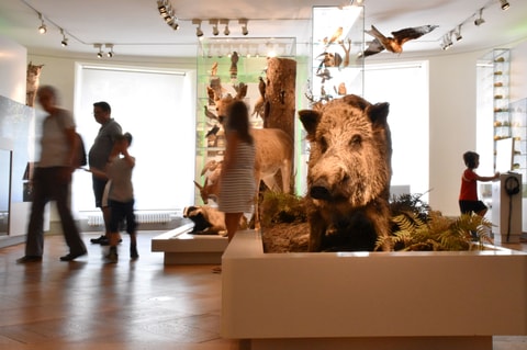Naturmuseum Thurgau