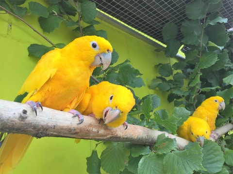 Vogelpark Ambigua