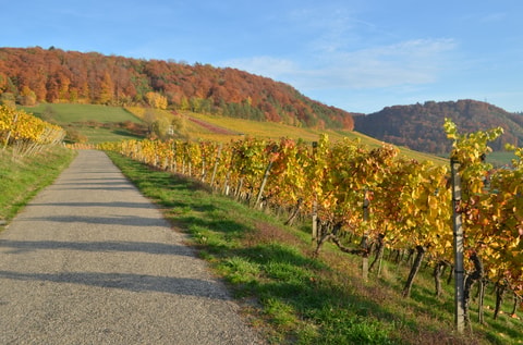 Wein-Wanderweg