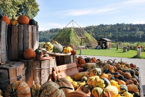 Kürbiserlebnishof Lüterkofen