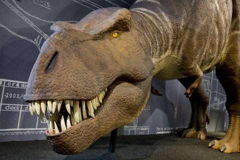 T. rex – Kennen wir uns? - geschlossen