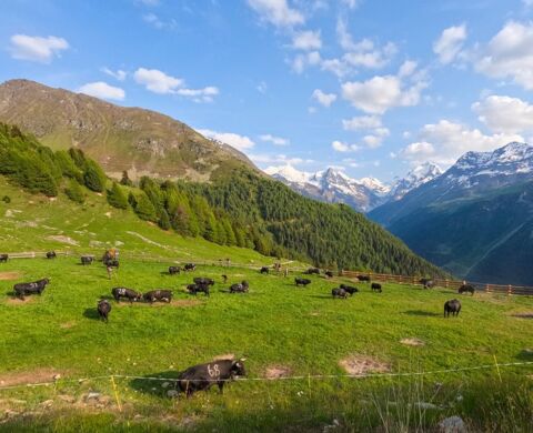 Inalpes au val d&rsquo;Anniviers