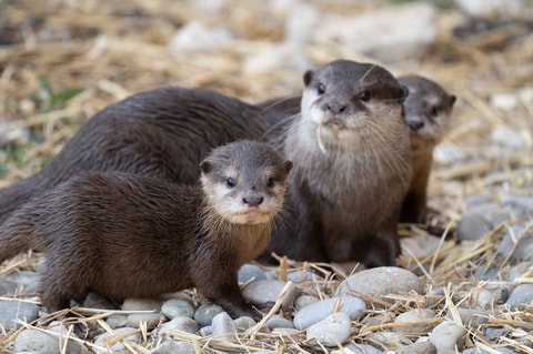 Süsse Tierbabys in den Schweizer Zoos: Jungtiere und Ge...