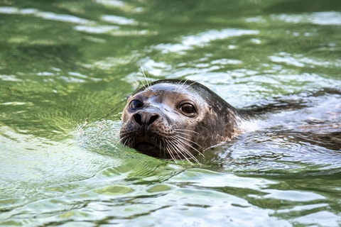 Tragödie im Tierpark Bern: Seehund «Saluk» ist tot
