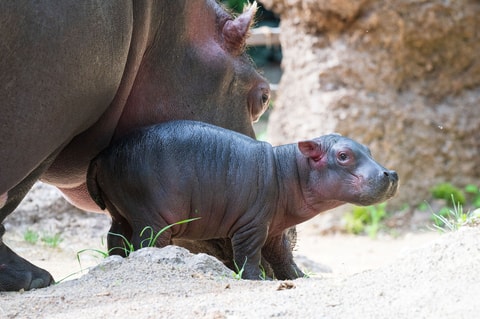 Kleines Wunder im Zolli: Flusspferdbaby ist da!