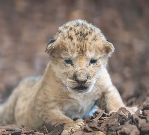 Löwenbaby im Walter Zoo: Kleines Wunder mit grosser Bed...