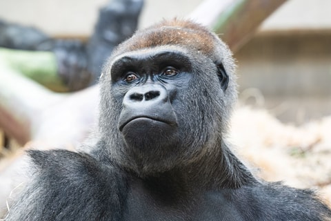 Yeba übernimmt das Kommando im Zoo Basel