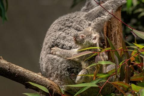 Koala-Baby zeigt sich erstmals der Welt