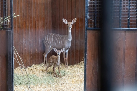 Kudu-Nachwuchs im Zolli