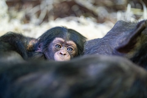 Ein neues kleines Leben bei den Schimpansen im Walter Zoo