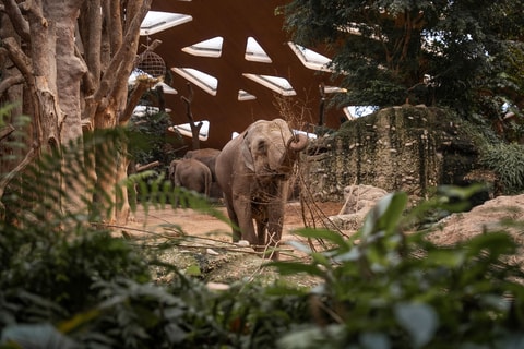 Der Zoo Zürich wartet auf ein Elefantenbaby