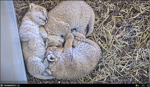 Drei kleine Löwen erobern den Walter Zoo
