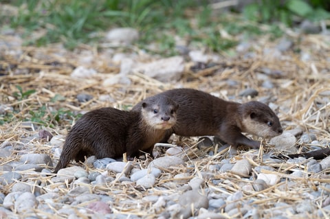 Kleine Otter, grosses Glück im Zoo Basel