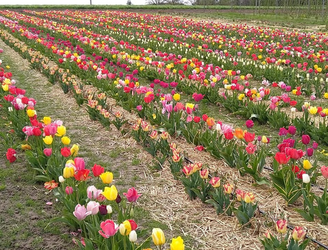 Self-Pick Schiffenen – Blumen, Beeren und Obst selber p...